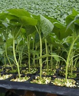 涉县哪卖线椒苗,邢台螺丝椒苗子育苗厂2026