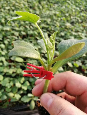 保定哪有卖西瓜嫁接苗,高碑店专业育西瓜苗厂家2026