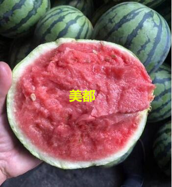 孟州哪有育嫁接西瓜苗,沁阳2k\美都西瓜苗育苗厂2026